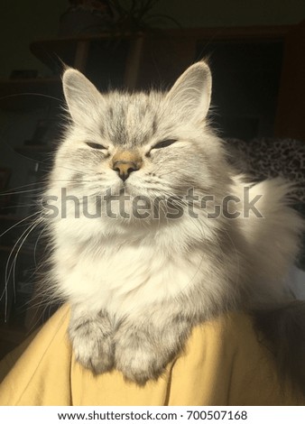 Portrait of a white fluffy cat on a black background