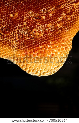 Close-up shots of bees working in honey cells on a black background