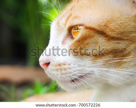 Beautiful cats looking.Beautiful cat eyes.Is a good image with a beautiful background.