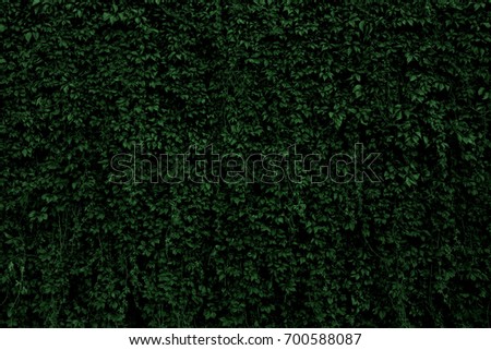 Green leaves background. Nature wallpaper