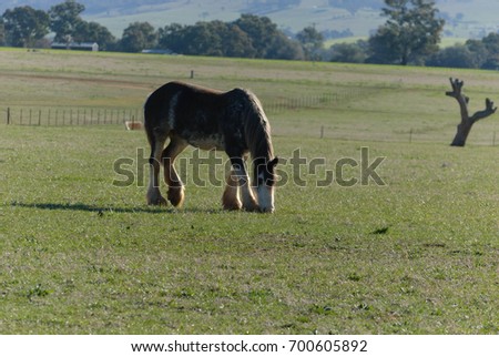 an adult draught horse grazing in a grass pasture with trees and hill in background on a sunny day