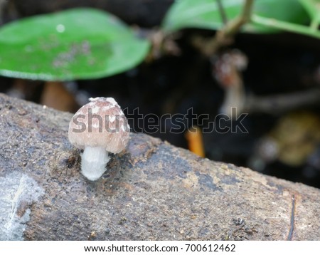 Beautiful close up mushrooms growing on the tree stump inside the natural forest