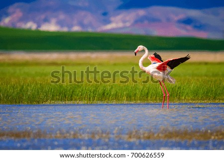 Flamingo and nature. Green, blue, purple nature background.