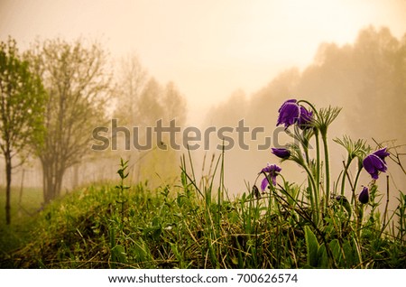 morning fog in nature. anemone on the lawn.