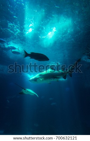 Underwater Aquarium View Fishes Shark Sun Rays Through Water Wildlife