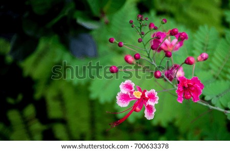 Pretty pink and white flowers and buds against a dark green background of leaves for wallpaper or abstract design.