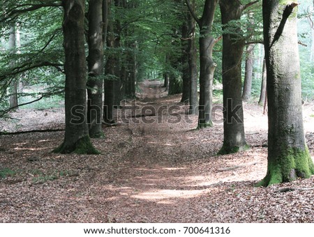 forest path, Utrechtse Heuvelrug 