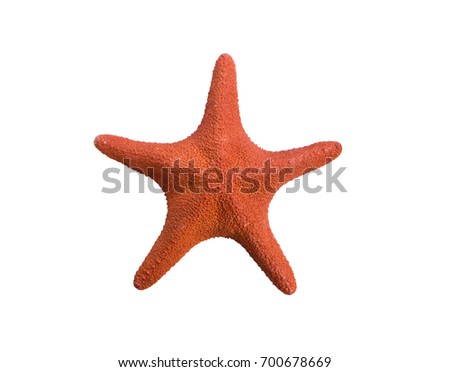 red starfish isolated on white background