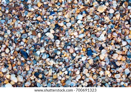 Sea shells backgroud