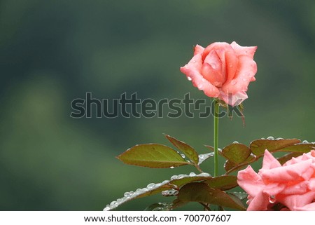 bright red rose and raindrops, charming color and modest shape, sparkling drops, against darkness