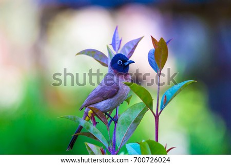 White spectacled Bulbul. Green nature background.
Pycnonotus xanthopygos