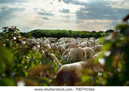 A lot of Sheep and lamb are eating grass on large green field with sunlight of sun on mountain at background. Royalty high quality free stock image. Ninh Thuan Province, Vietnam.