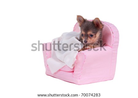 Chihuahua puppy is going to have a sleep in pink armchair