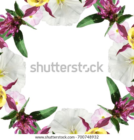 Beautiful floral background with clover, bindweed and Aquilegia 