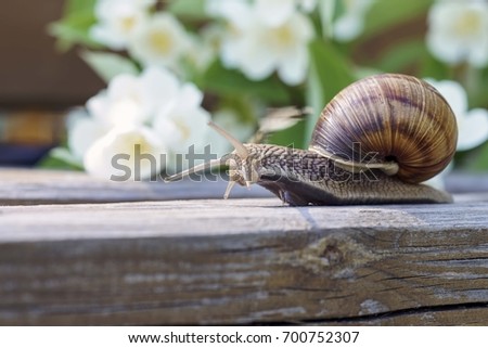 Grape snail. A culinary delicacy in many countries, especially in France. Wildlife. The flora and fauna. Close-up shooting. Summer. Jasmine and flowers.