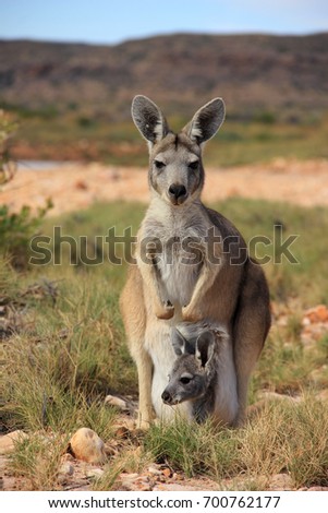 Kangaroo and joey