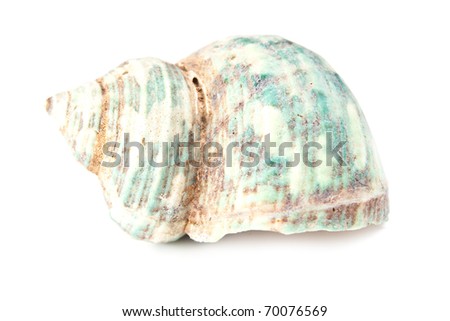 beautiful seashell on white background (studio shot)