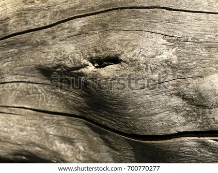 Wood texture with cracks good detail. Tree bark close.