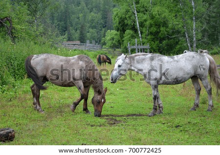 Three horses eat on the grass field.