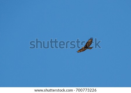Common buzzard in flight. Buteo buteo.