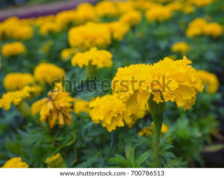 marigold, yellow flower with leaf background.