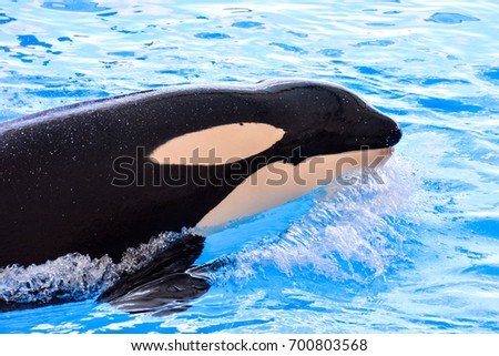 Picture of a Mammal Orca Killer Whale