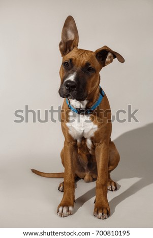 Calm purebred dog in blue collar sitting and looking away on white studio background.