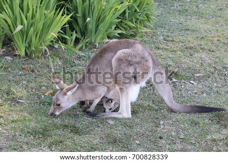 Kangaroo and baby in belly pouch in the Park.