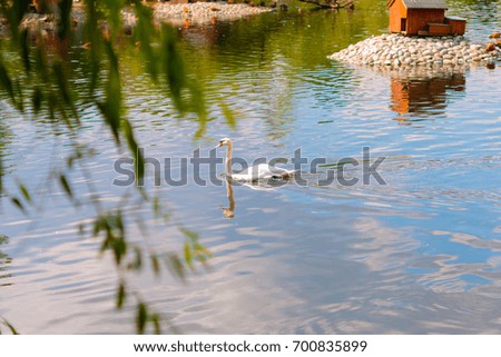 Creative picture of Beautiful white swan floats on the lake
