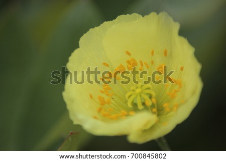 yellow poppy 