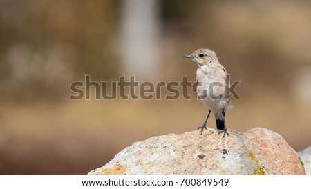 Juvenile wheatear on a rock
