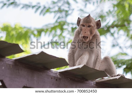 Cute monkey on the roof with natural background