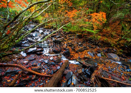 Beautiful autumn scenery in Taiwan, Asia. The fallen leaves make the stream a beautiful color picture, Taroko National Park