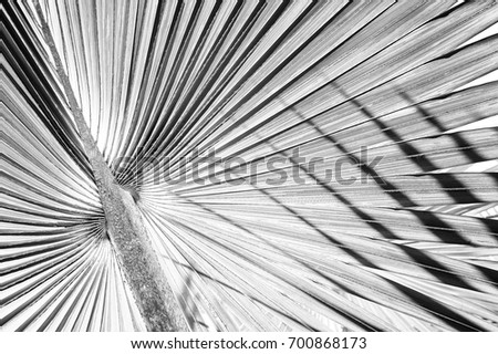 abstract stripes from nature, tropical palm leaf texture background, black and white tone