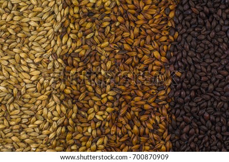 Texture with 4 types of barley malt for beer, pale ale mal a black. Gradient color. Royalty-Free Stock Photo #700870909