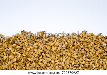 Barley malt texture pale ale for backgrounds, half malt image, half image with white background. Royalty-Free Stock Photo #700870927