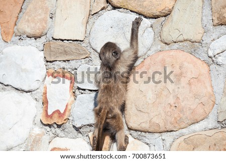 Baby chacma baboon learning to climb on a man made wall in the Cape Point nature reserve, South Africa