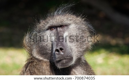 Close up of chacma baboon in the Cape Point nature reserve, South Africa