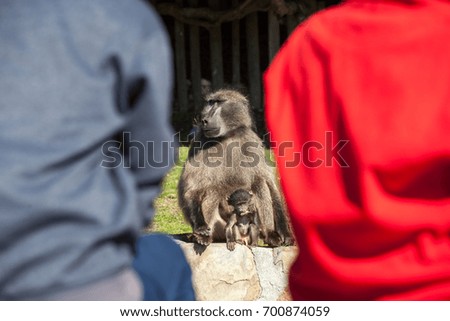 Male chacma baboon sitting on a wall in between tourists in the Cape Point nature reserve, South Africa