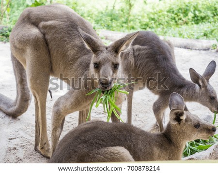 Group of kangaroos feeding in the park
