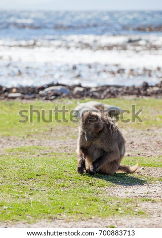 Chacma Baboons feeding along the coast in the Cape Point Nature Reserve, Cape Town, South Africa