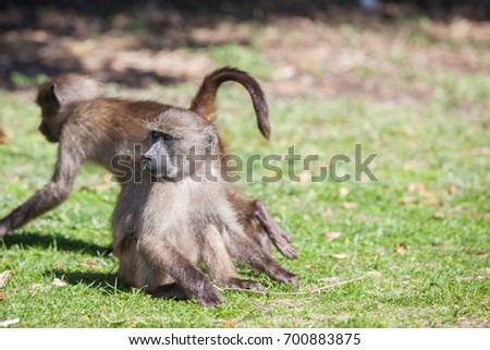 Baby chacma baboon playing with older troop members in the Cape Point nature reserve, South Africa