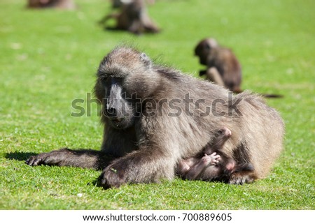 Family of chacma baboons in the Cape Point nature reserve, South Africa
