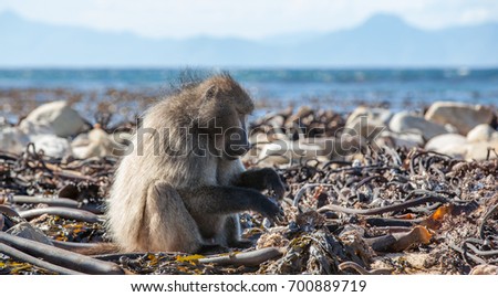 Chacma Baboons sitting among kelp and feeding on mussels in the inter-tidal zone on the beach in the Cape Point Nature Reserve, Cape Town, South Africa