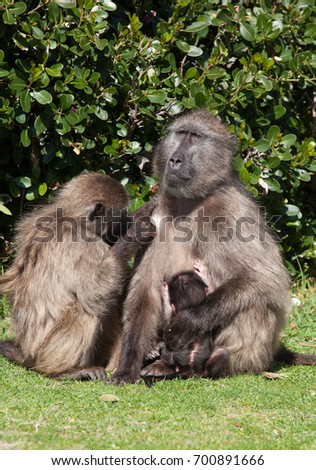 Family of chacma baboons in the Cape Point nature reserve, South Africa
