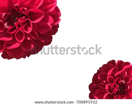 Red aster dahlia flower set in the corner. Isolated on white background. Pink fall flowers bud plant collection. Beautiful nature design element. Close-up. Nature frame.