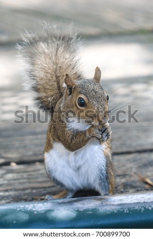 A squirrel eats a french fry at a Florida State Park.