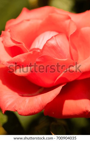 Flower roses landscape