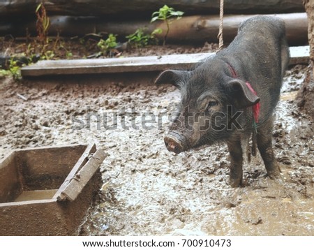 Black pig Simple method of raising pigs by the Tribe.