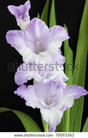 Beautiful violet gladiolus against the black background